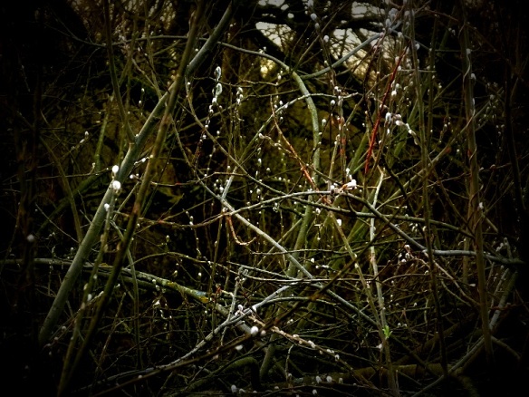 Katwilg - Salix viminalis (Basket willow)