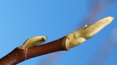 Komkommermagnolia Magnolia acuminata Cucumbertree twigs knoppen winter 20160313 (1)