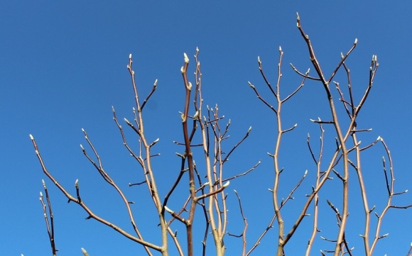 Komkommermagnolia Magnolia acuminata Cucumbertree winter twig knoppen 20160313 (1)