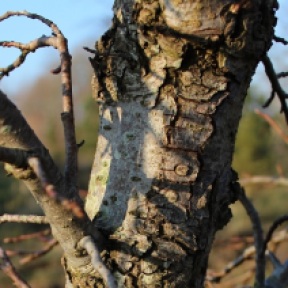 Oosterse amberboom Liquidambar orientalis Oriantal Sweet Gum winter bast bark 20160313 (7)