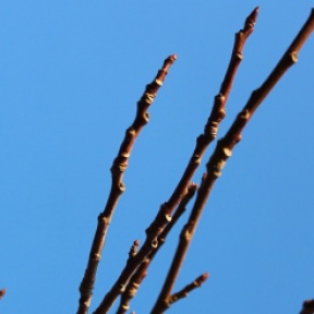 Oosterse amberboom Liquidambar orientalis Oriantal Sweet Gum winter twigs tak knop 20160313 (10)