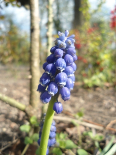 Blauwe druifjes Muscari botrioides