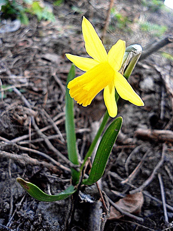 Wilde narcis Narcissus pseudonarcissus (4) - kopie